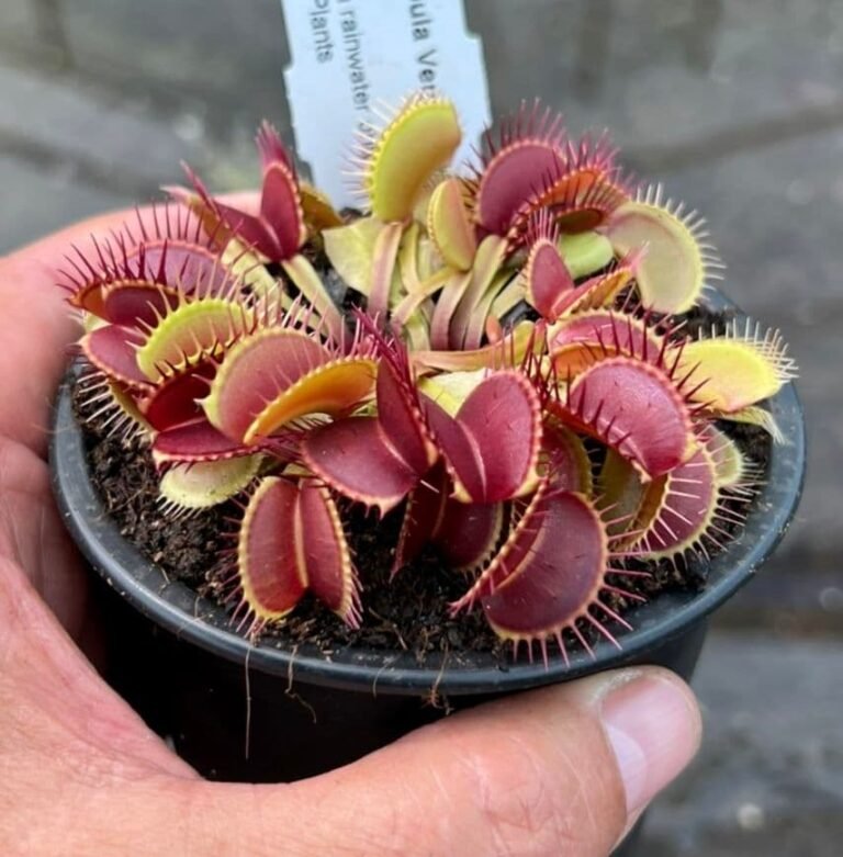 ft001-venus-fly-trap-medium-dionaea-muscipula-(5)-10-p